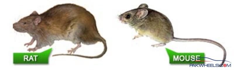 Differences Between Rats and Mice