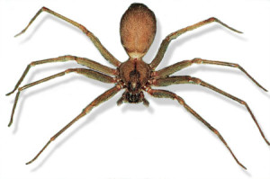 brown_recluse