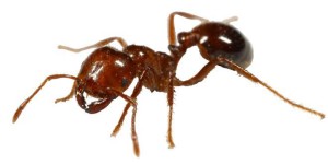 fireant