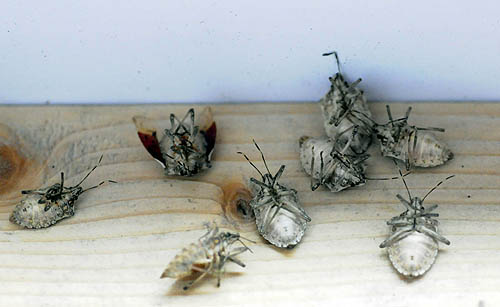 Pest Control Company Roanoke