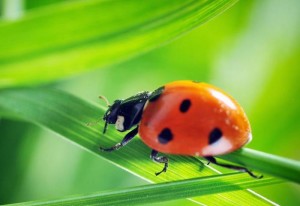 ladybug-on-leaf