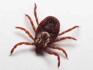 arachnida-tick