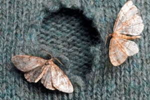 motheatensweater