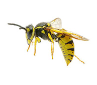 paper-wasps-yellow-jackets