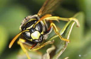 wasp-nest