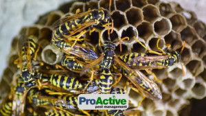 wasp-nest-treatment
