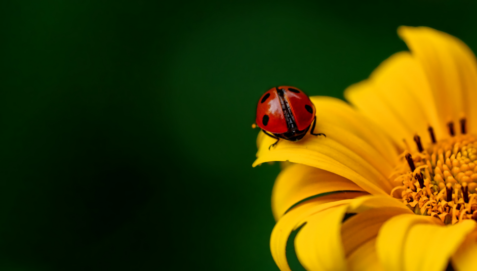 lady bug on yellow flower