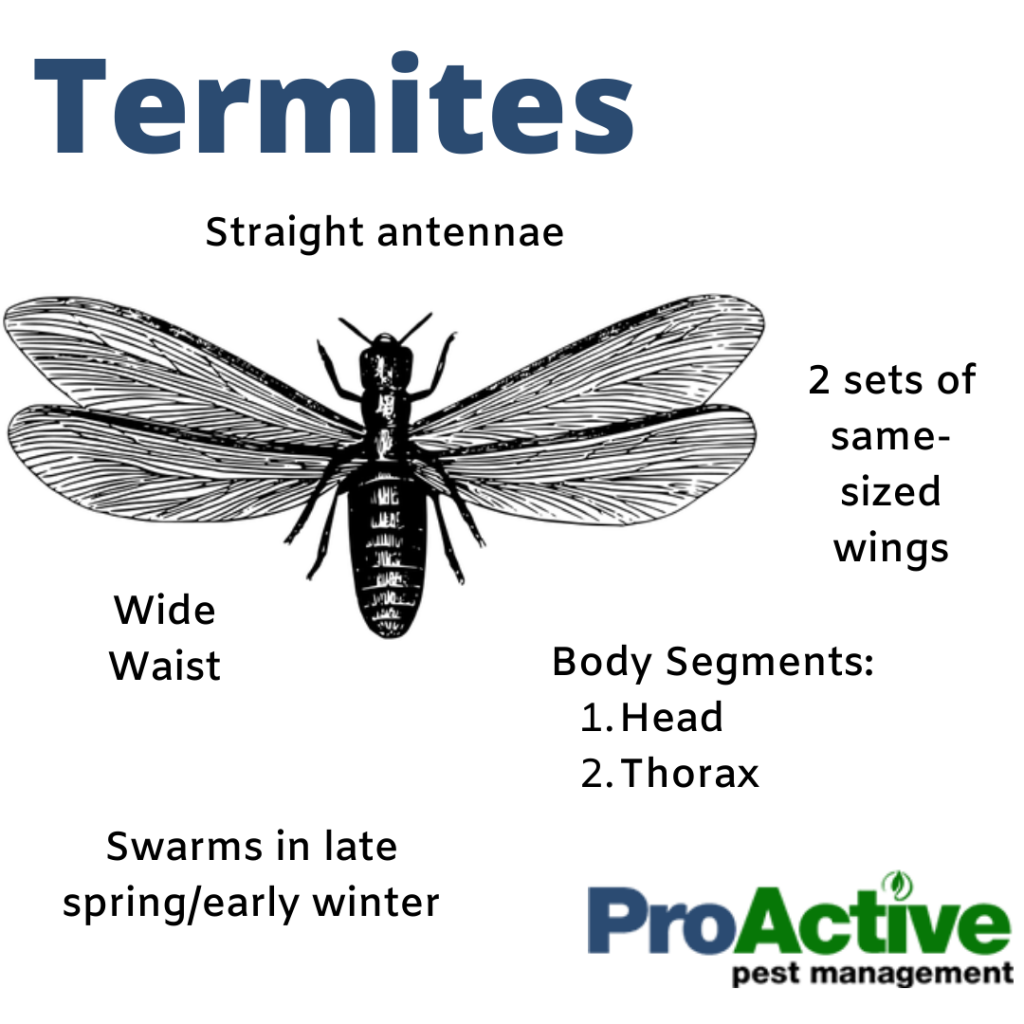 Identifying Termites