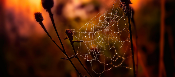 Spider web between plants