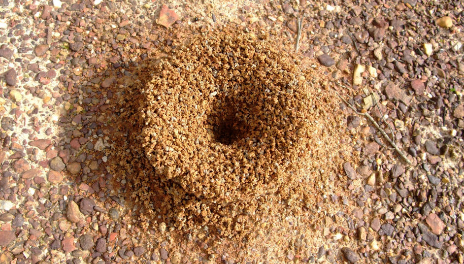 ant-mound
