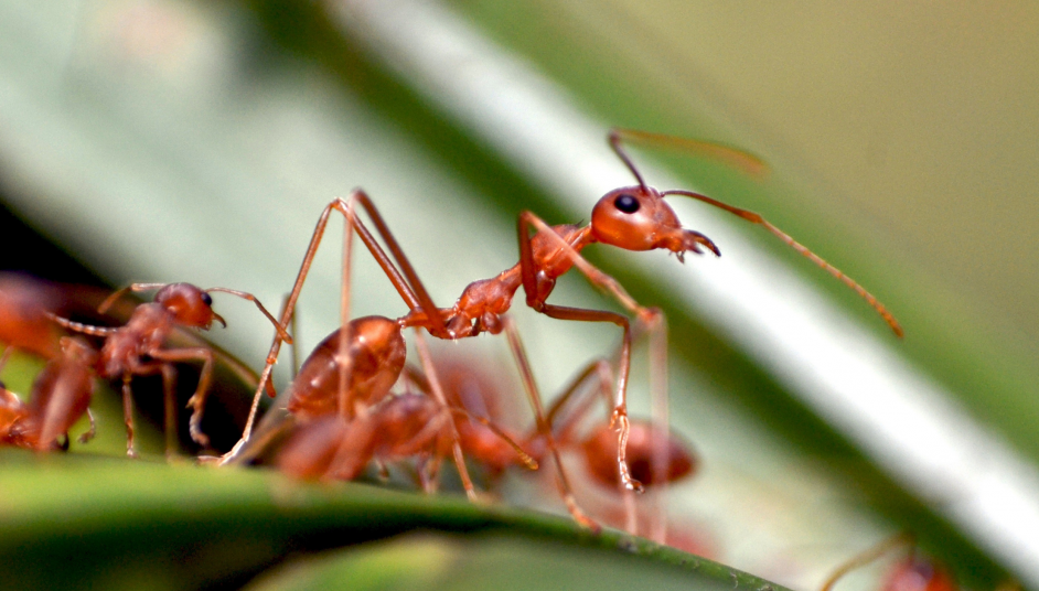 red ants on leaf