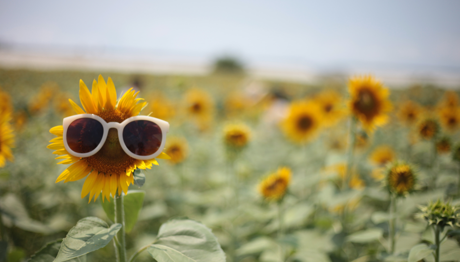 Sunflower with sunglasses on
