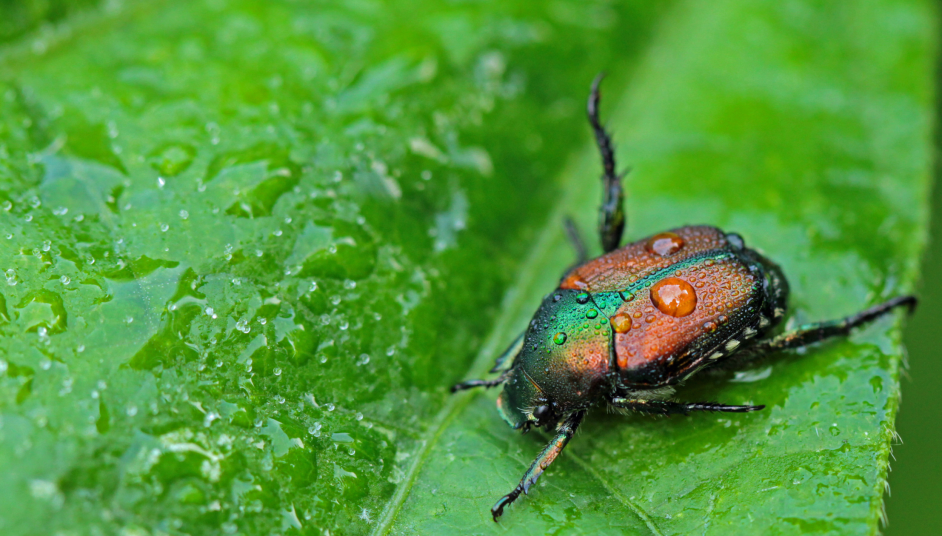Shiny green and brown Japanese Beetle on a green wet leaf