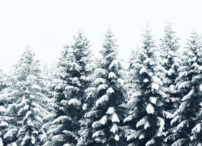 7 trees in a row covered in white snow
