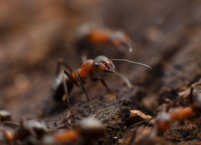 Red and black ant on brown dirt