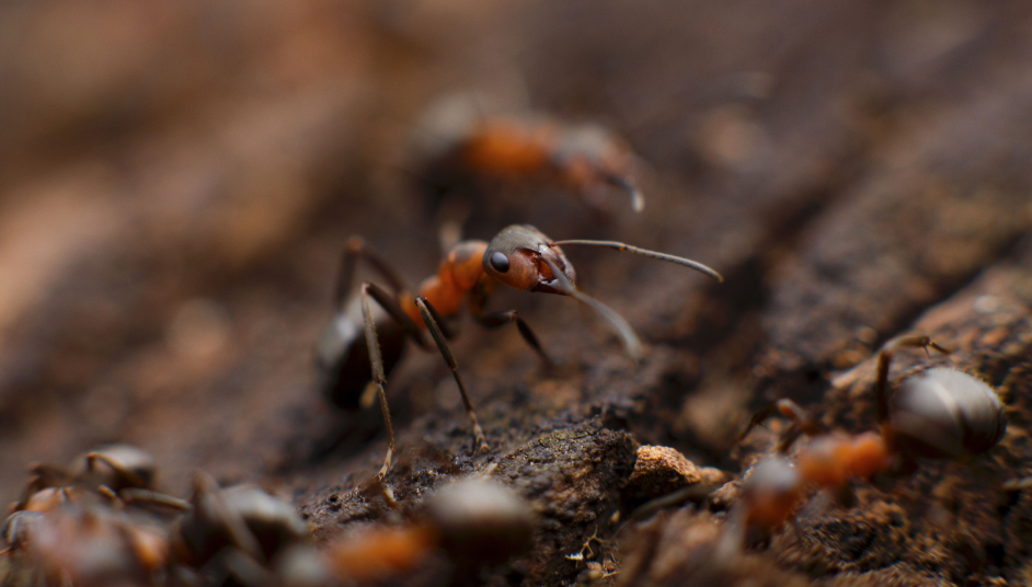 Red and black ant on brown dirt